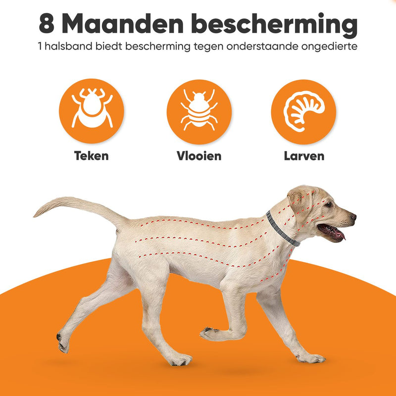 Nafurapets Vlooienband voor Hond – 100% Natuurlijk – 8 Maanden Bescherming